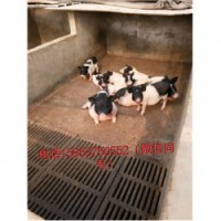 藏香猪养殖场山东龙口市周边有卖小巴马香猪