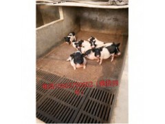 藏香猪养殖场河北辛集市周边有卖小巴马香猪