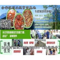 休宁县龙虾种苗供应￥龙虾养殖技术指导