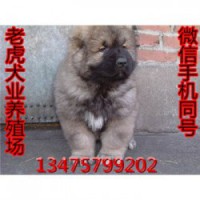 广西桂林卡斯罗犬价格三个月马犬价格 保健