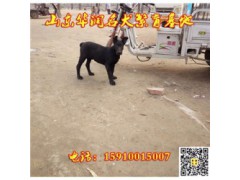 上海松江黑狼犬一般多少钱