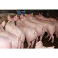湖南杜洛克种猪出售